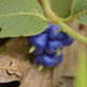 Photos of fruits and seeds