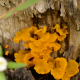 Photos of lichens