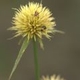 Photos of herbaceous or grasses plants type