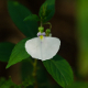 Photos of plants with white bloom