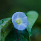 Photos of plants with blue bloom