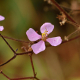 Photos of plants with pink or purple bloom