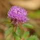 Photos of plants with pink or purple bloom