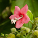 Photos of plants with red bloom