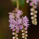 Photos of plants with pink or purple bloom