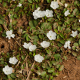 Photos of plants with white bloom