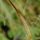 Photos of herbaceous or grasses plants type