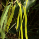 Photos of fruits and seeds