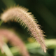 Photos of herbaceous or grasses plants type