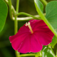 Photos of plants with red bloom