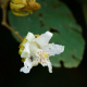 Photos of plants with white bloom