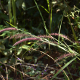 Photos of herbaceous or grasses plants type