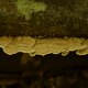 Photos of lichens