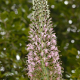 Photos of plants with pink or purple bloom