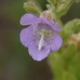 Photos of plants with blue bloom