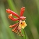 Photos of plants with orange bloom