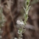 Photos of plants with white bloom