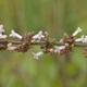 Photos of plants with white bloom