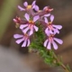 Photos of plants with pink or purple bloom