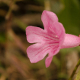 Photos of plants with pink or purple bloom