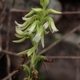 Photos of plants with white bloom