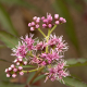 Photos of plants with pink or purple bloom