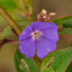 Photos of plants with blue bloom