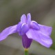 Photos of plants with blue bloom