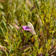 Photos of plants with pink or purple bloom