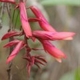 Photos of plants with red bloom