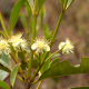 Photos of plants with white bloom