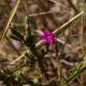 Photos of plants with pink or purple bloom