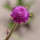 Photos of plants with pink or purple bloom