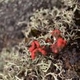 Photos of lichens