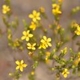 Photos of plants with yellow or golden bloom