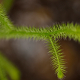 Photos of ferns