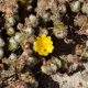 Photos of plants with yellow or golden bloom