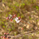 Photos of fruits and seeds