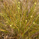 Photos of herbaceous or grasses plants type