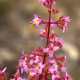 Photos of plants with pink or purple bloom