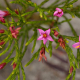 Photos of plants with pink or purple bloom