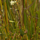 Photos of plants with white bloom