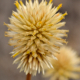 Photos of plants with yellow or golden bloom