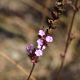 Photos of plants with pink or purple bloom