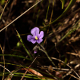 Photos of plants with blue bloom