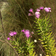 Photos of plants with pink or purple bloom