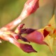 Photos of plants with yellow or golden bloom