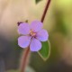 Photos of plants with pink or purple bloom