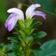 Photos of plants with blue bloom