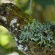 Photos of lichens